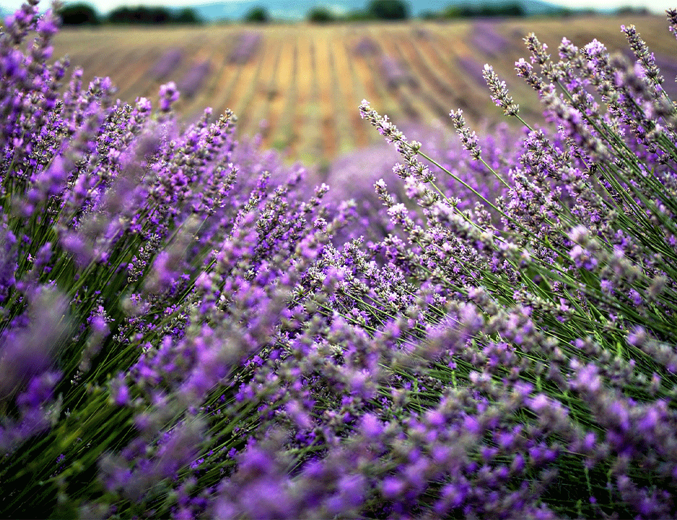 lavanda